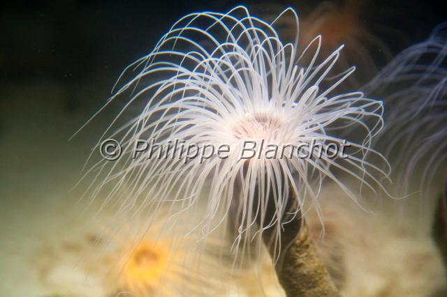 anemona tubicola.JPG - Cerianthus membranaceusTube anemoneGrand cériantheCnidaria, Actiniaria, CerianthidaeAquarium de Monterey, Etats-uNIS